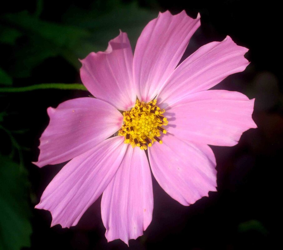 Космея - Елена Семигина