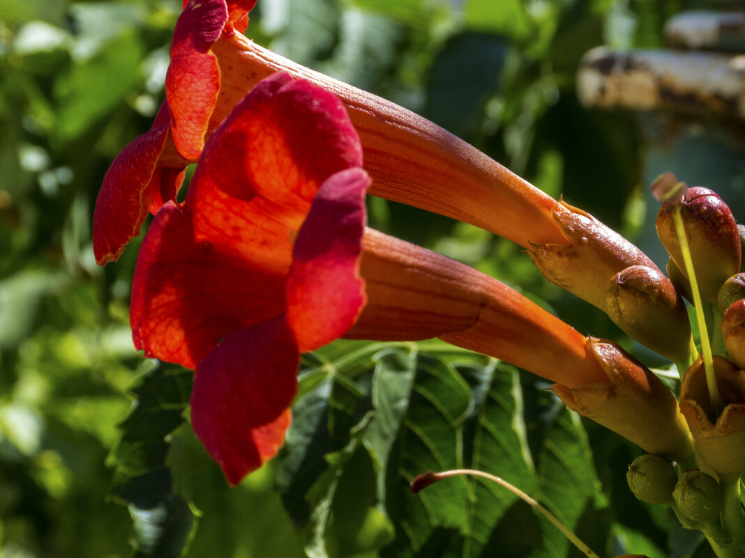 Лиана текома Кампсис - Валентин Семчишин