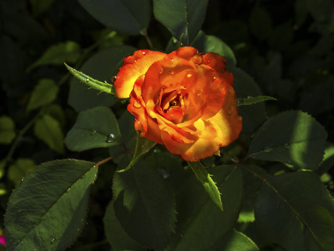 Оранжевая роза Флорибунда - Валентин Семчишин Оранжевая роза Флорибунда - Валентин Семчишин