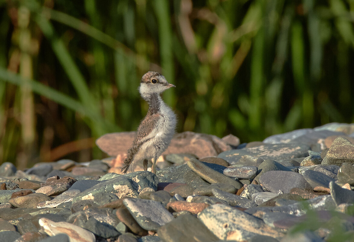 Зуек птенец - Игорь Шабалин