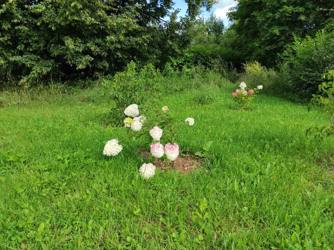 Цветы на территории храма - Игорь Ч.