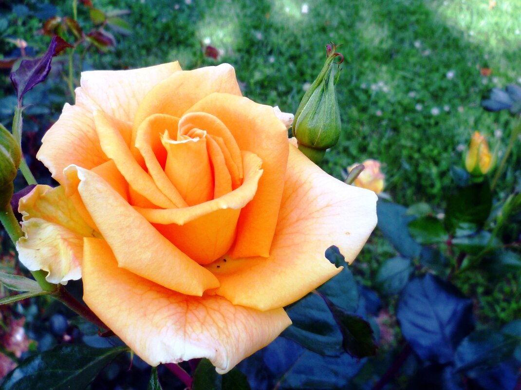 Роза - Наталья 