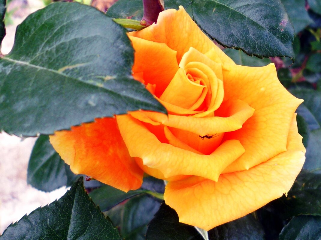 Роза - Наталья 