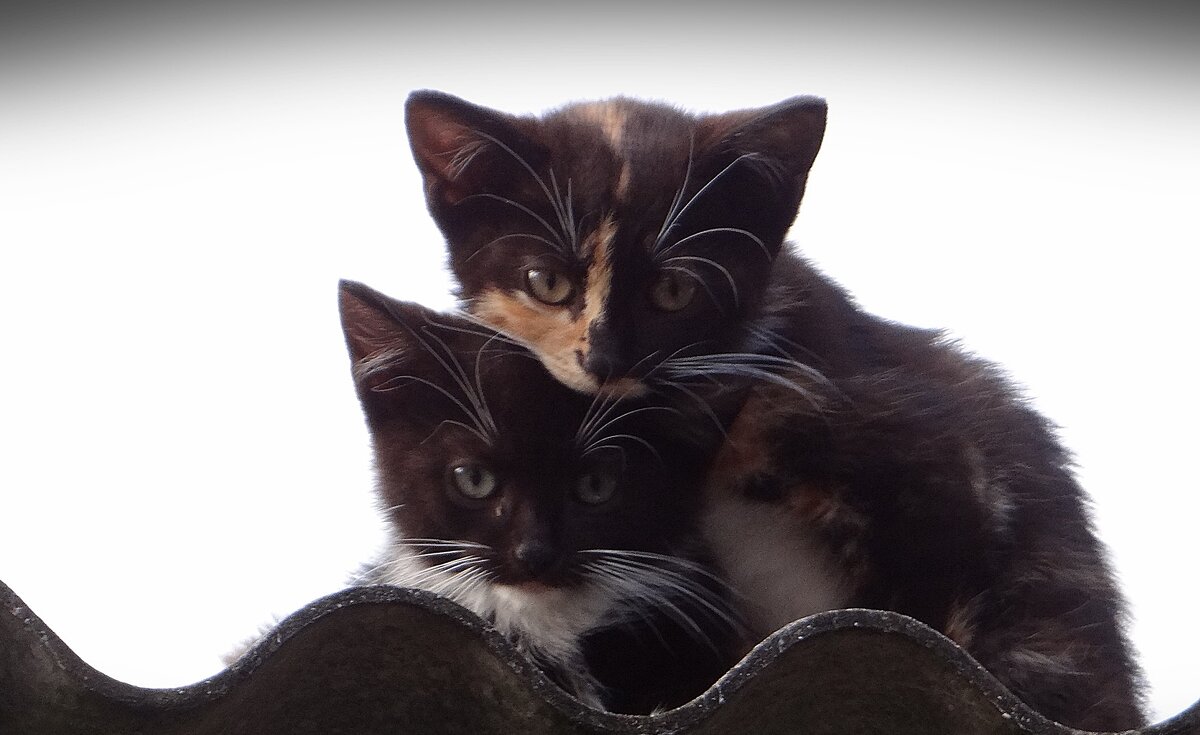 Позируют малыши - Антонина Гугаева