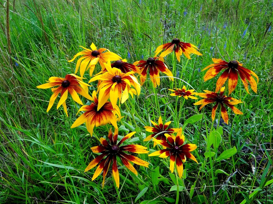 Цветут и радуют нас - Антонина Гугаева