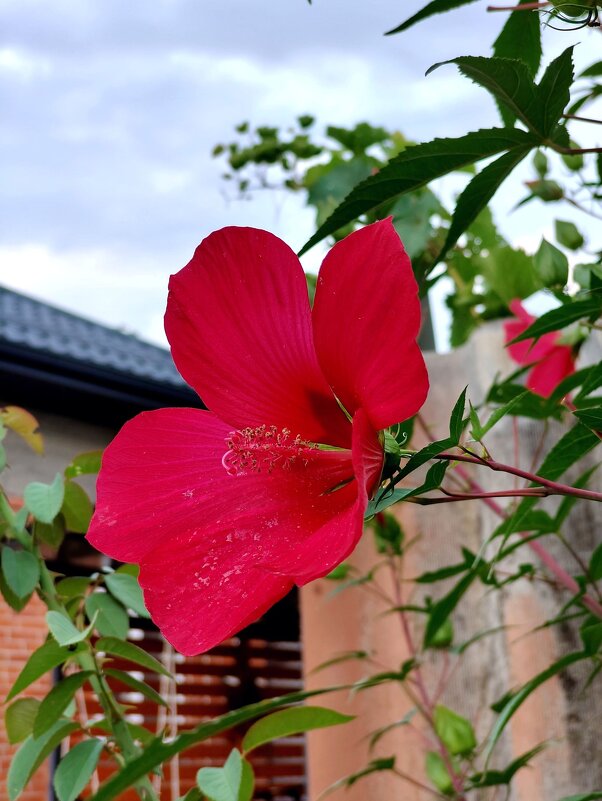 Гибискус в кадре.... - tatyana 