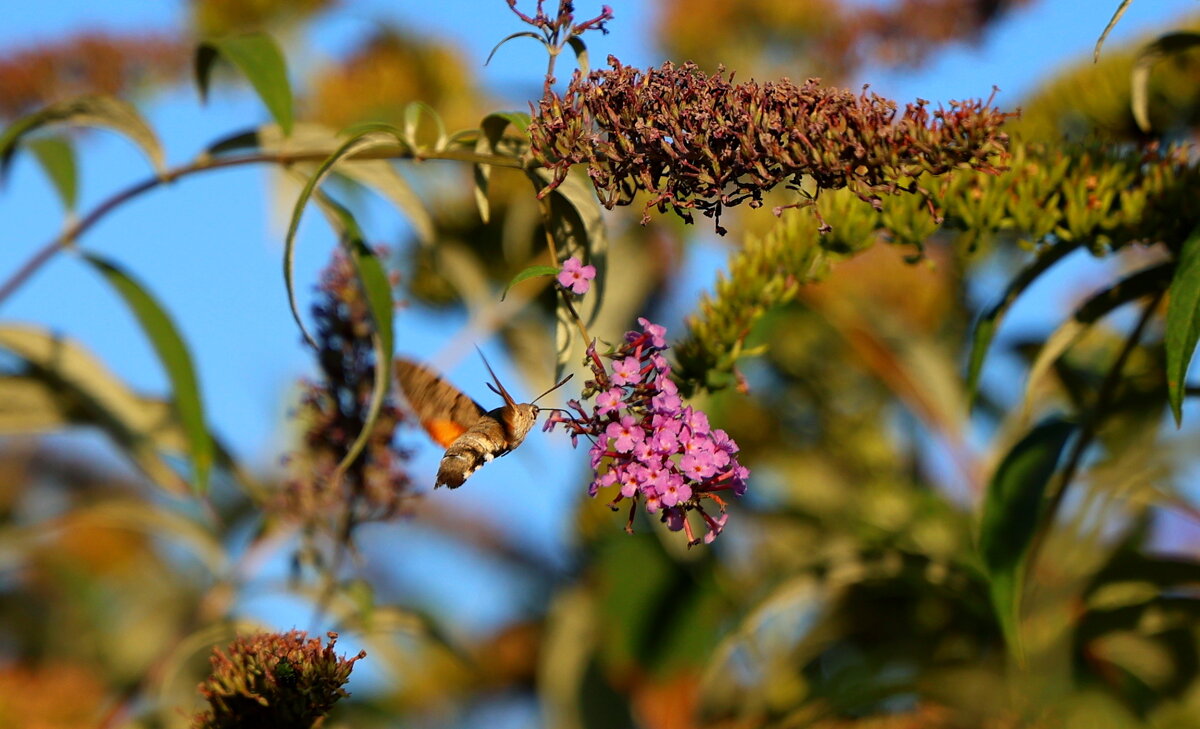 Бражник - Светлана Тихонина
