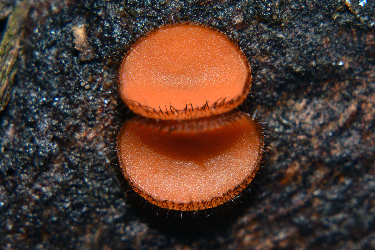 Скутеллиния  щитовидная - Геннадий Супрун