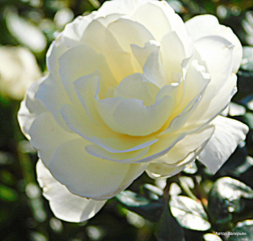 Роза белая. - Валерьян 
