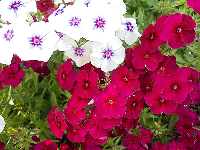 Флоксы - Елена 