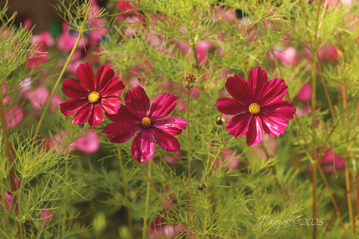 *** - Елена Kазак (selena1965)