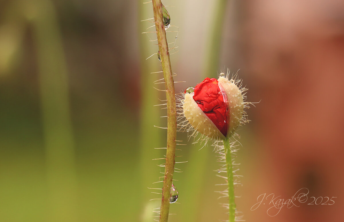 *** - Елена Kазак (selena1965)