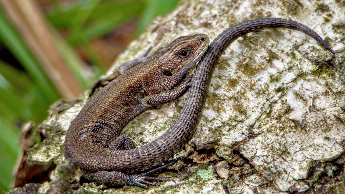 *** - Олег Алексеев