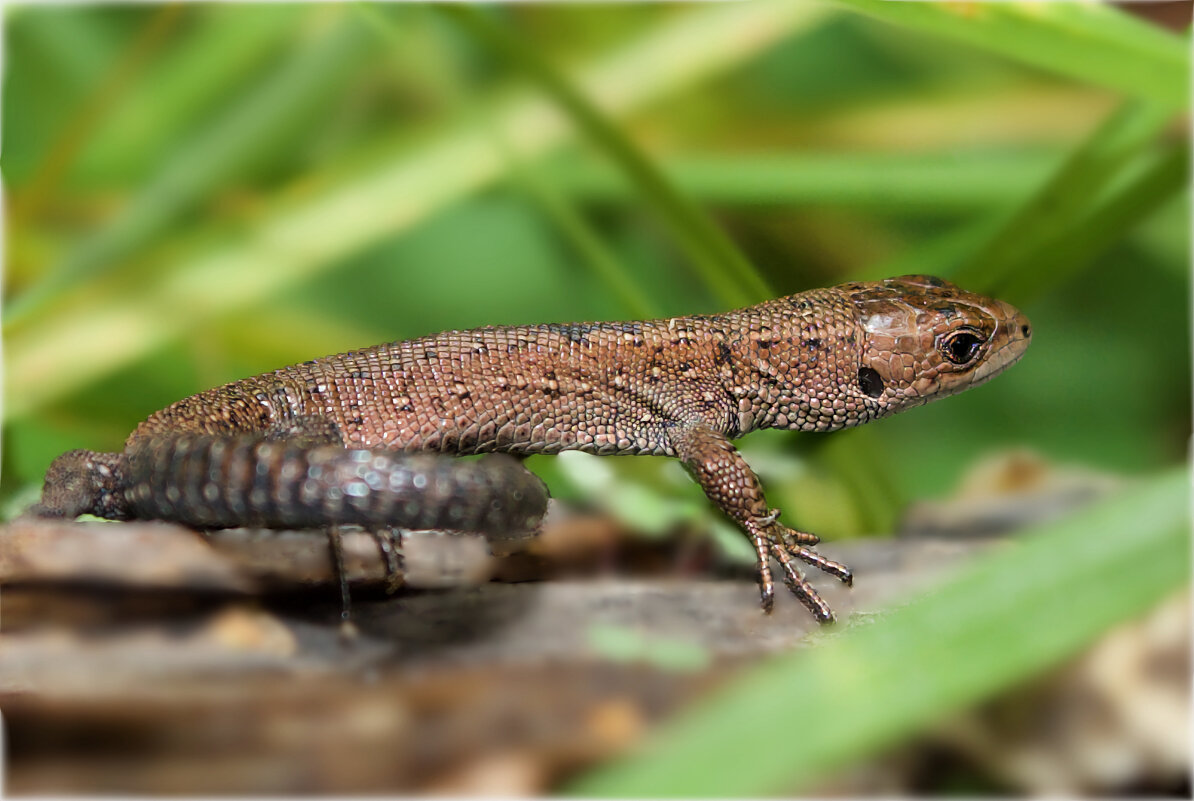 *** - Олег Алексеев