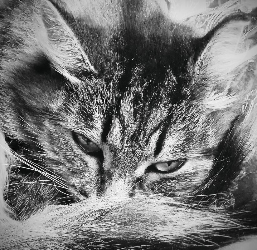 Фру-фру - Валентина 