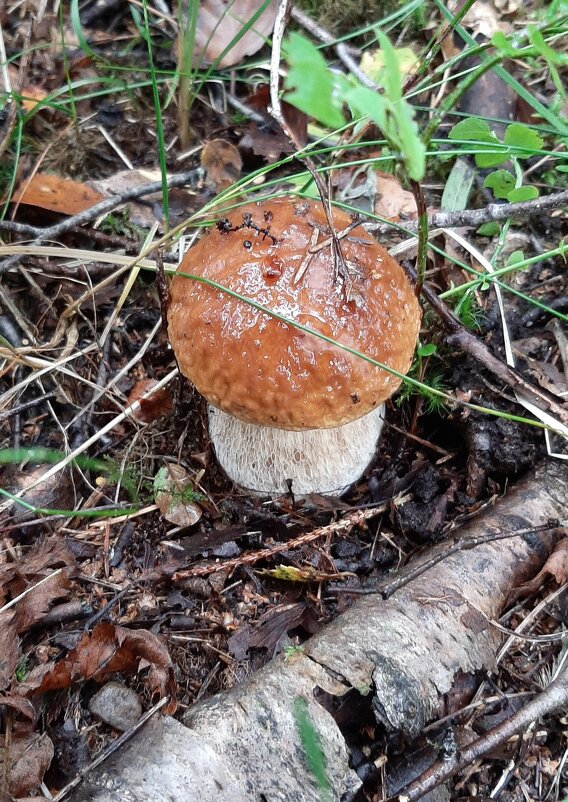 Про грибы - Наталья Герасимова