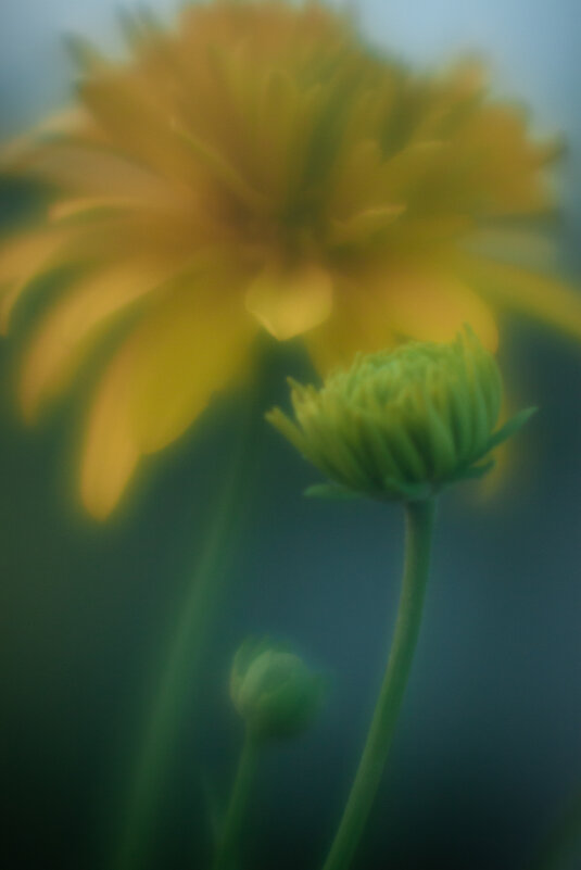 ... - Сергей Хабибула