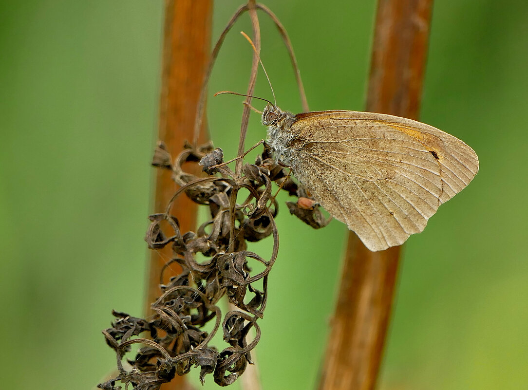 из снятого сегодня 4 - Александр Прокудин из снятого сегодня 4 - Александр Прокудин