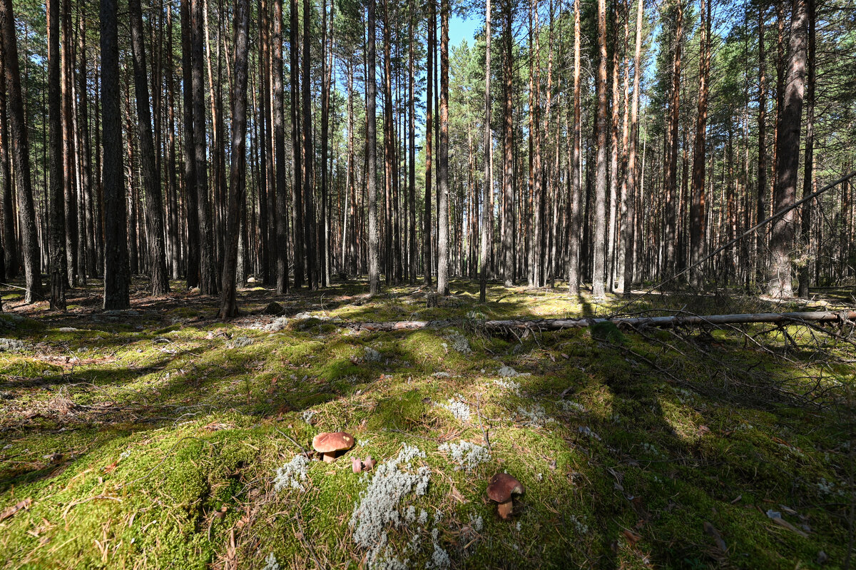повезло - сергей 