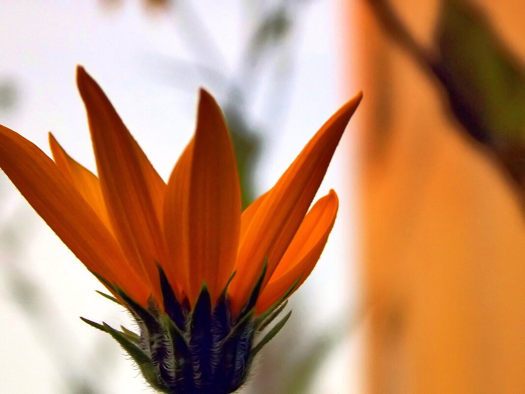 Цветок на  подоконнике. Автор Натан - Фотогруппа Весна