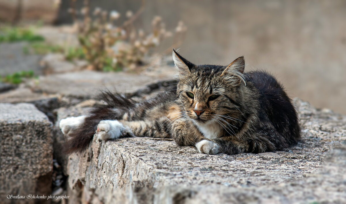 Кошка, которая гуляет сама по себе - Светлана Ищенко