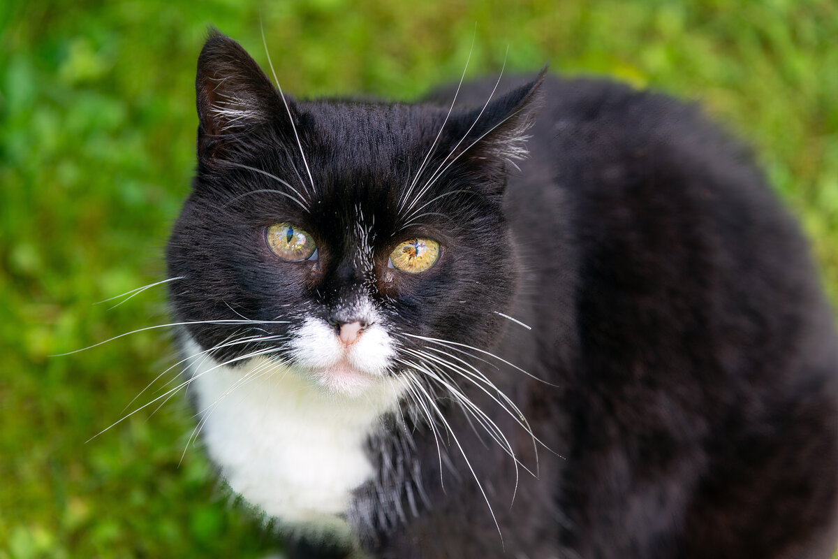 Кошка по имени Скрипа. - Виктор Орехов Кошка по имени Скрипа. - Виктор Орехов
