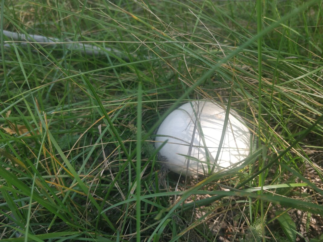 Грибок - Андрей Хлопонин