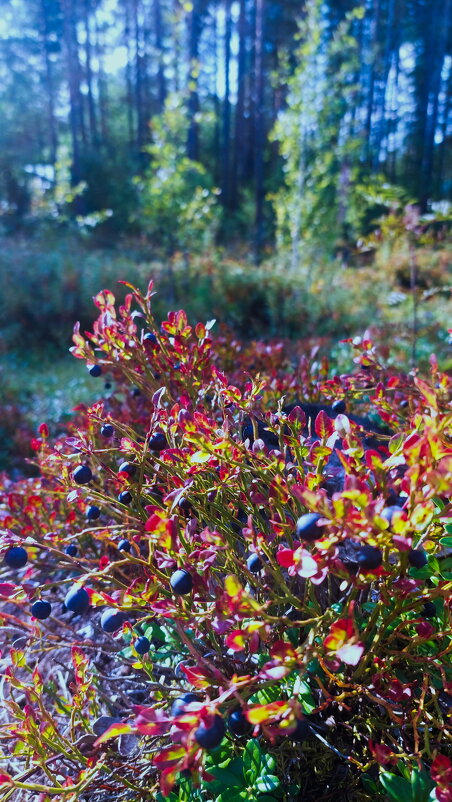 Черничка на солнышке - Артём 