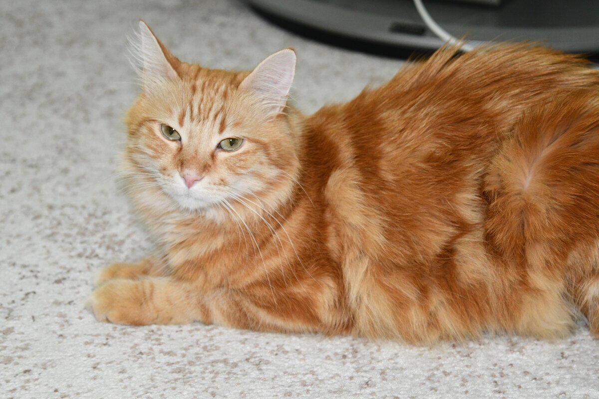 Кот - Алексей Зеленцов