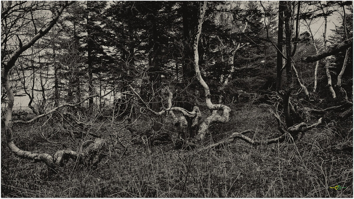 Лес где танцует БЕС 3. - Сергей Калиновский