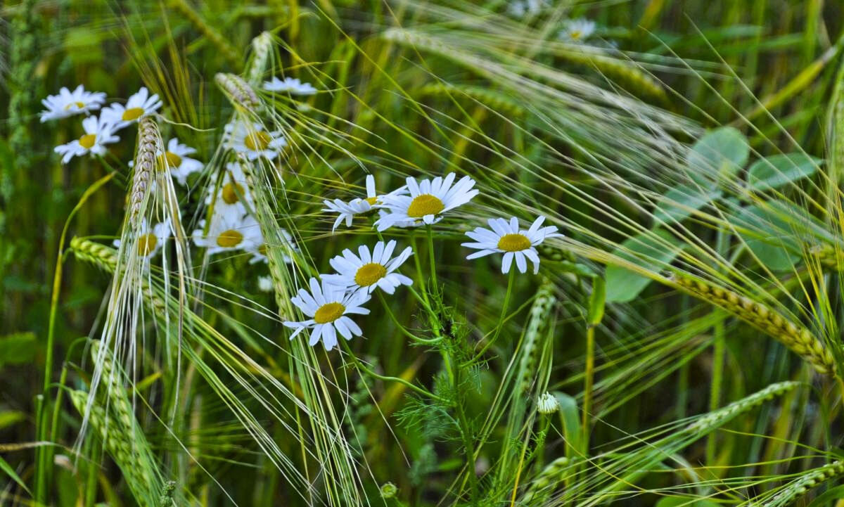 Про лето - Галина Шеина-Мюльдорфер