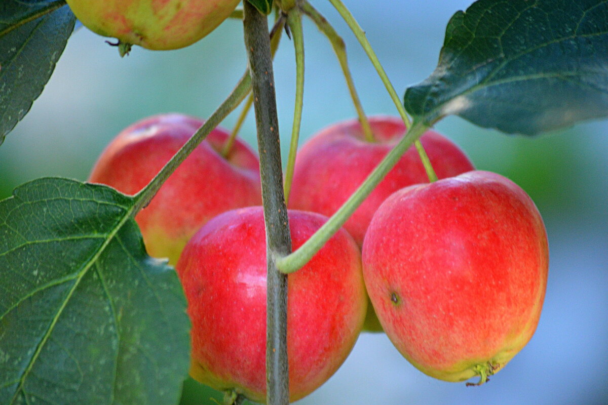 Любава (полукультурка) - Татьяна Лютаева Любава (полукультурка) - Татьяна Лютаева