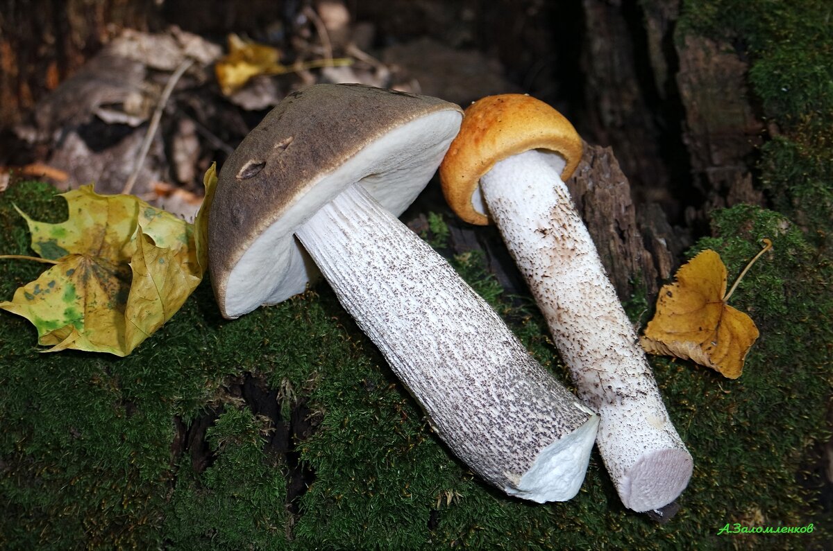 Лесные братья... - Андрей Заломленков