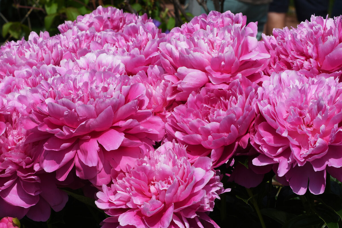 Лето в Ботаническом... Июнь. - Наташа *****