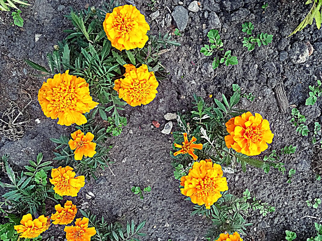 Цветы. - Владимир Драгунский Цветы. - Владимир Драгунский