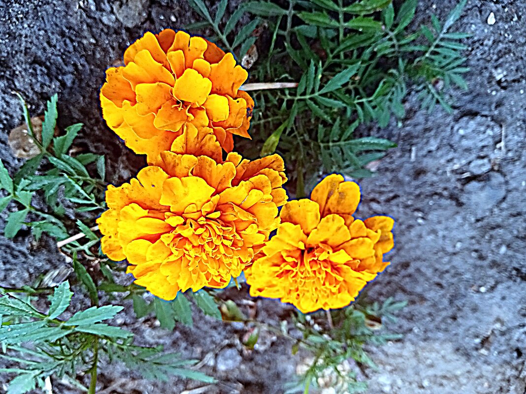 Цветы. - Владимир Драгунский