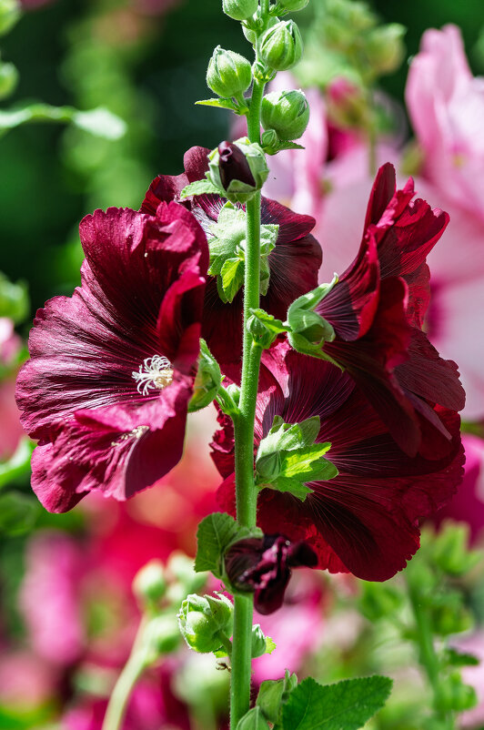 *** - Виктор Иванович Чернюк