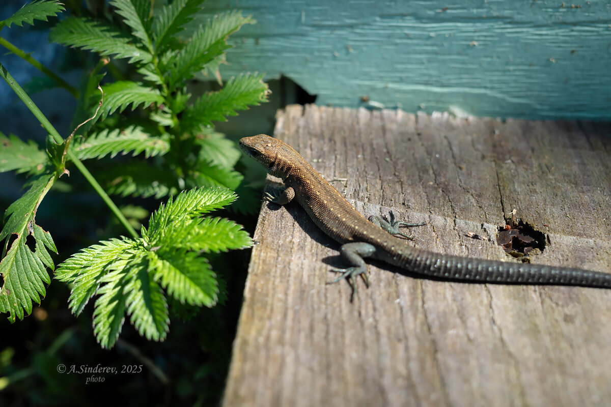Прыткая ящерица - Александр Синдерёв Прыткая ящерица - Александр Синдерёв
