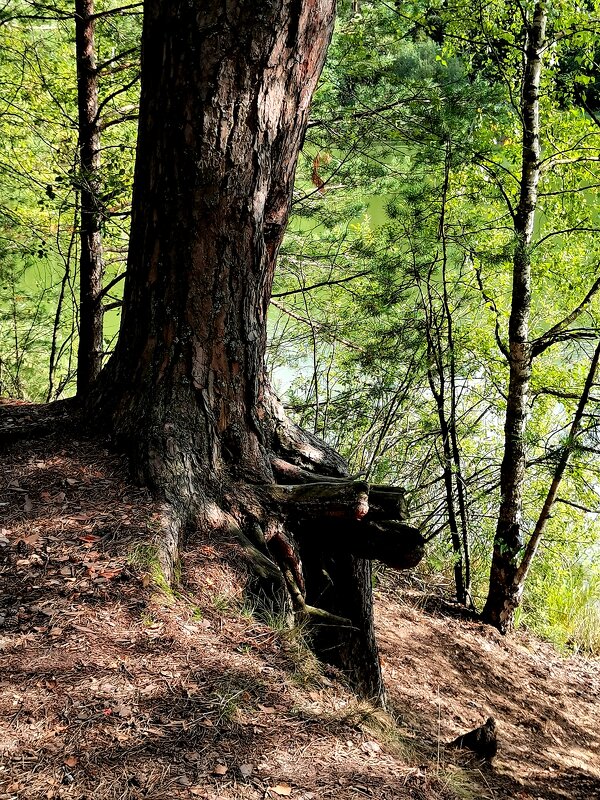 Сосна - Любимова Ольга 