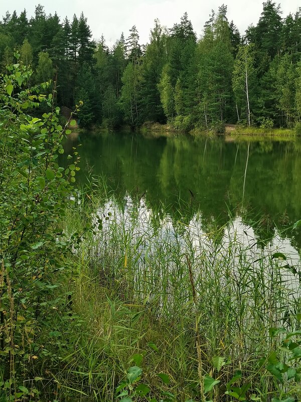 Подмосковье - Любимова Ольга 