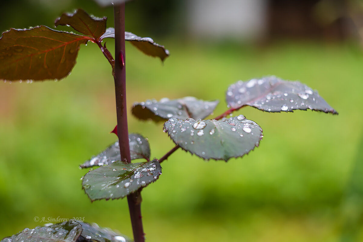 Литья розы после дождя - Александр Синдерёв
