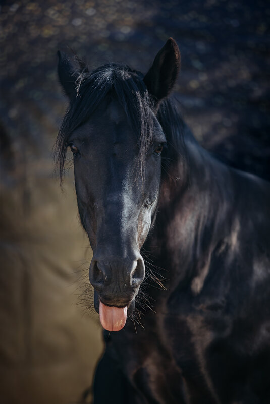 *** - Ирина Голомако
