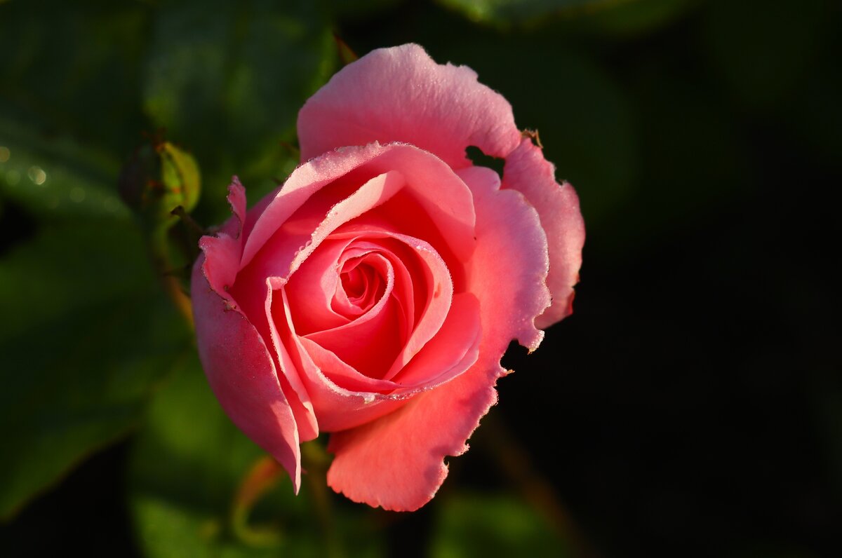 Утро розы - Юрий. Шмаков