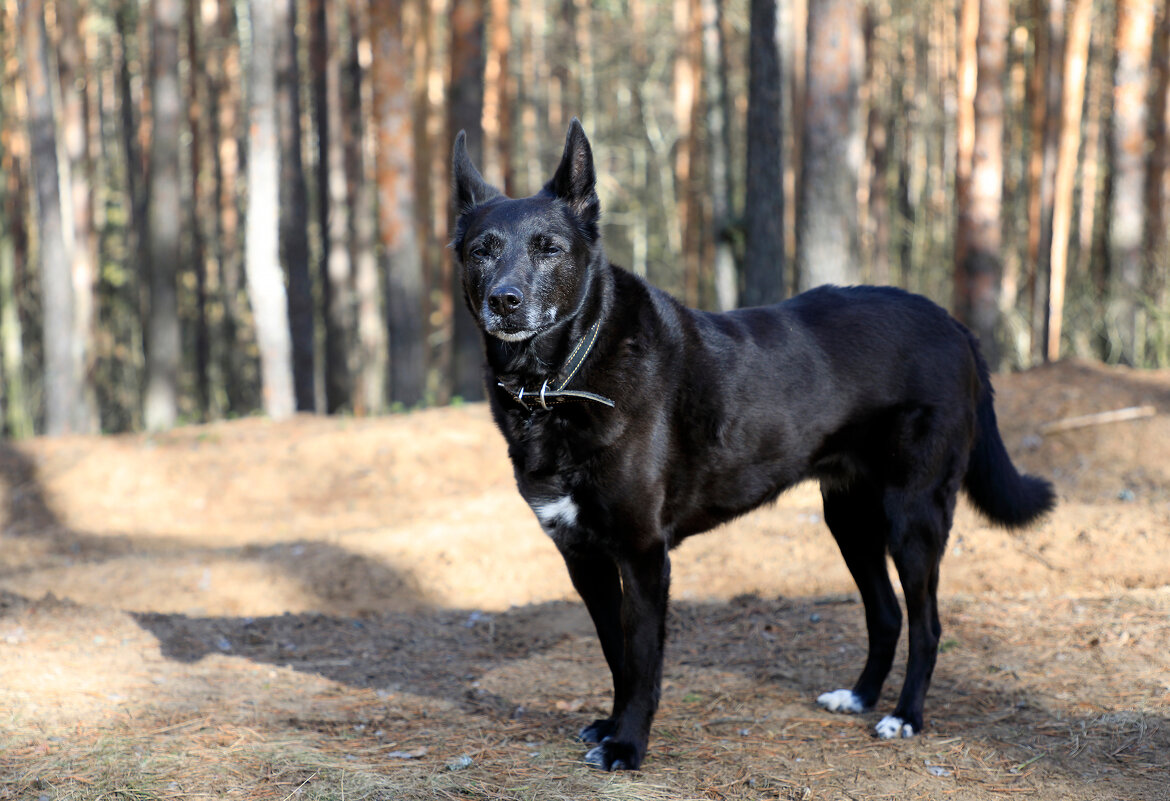 На прогулке - Oleg S
