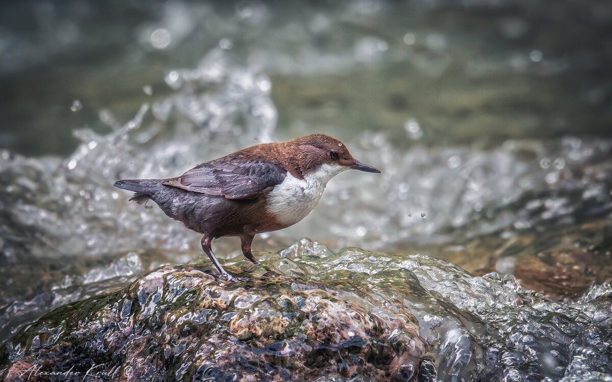 Смелая - Александр К.