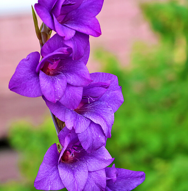 Вот и гладиолусы пошли... - Светлана 