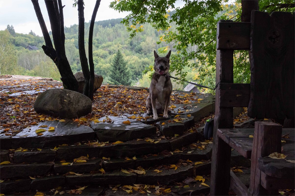*** - Валерий Михмель 