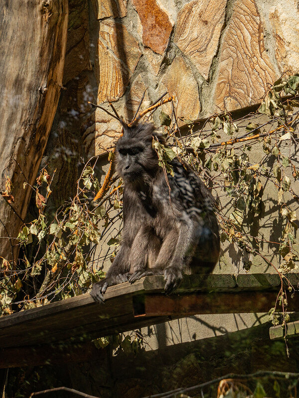 Красотка. - Ирина Соловьёва