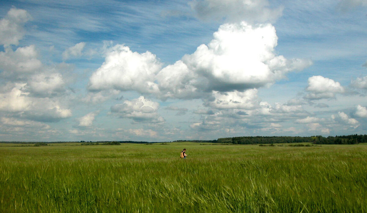 Обследование поля ячменя на засоренность - Наталья Лунева 