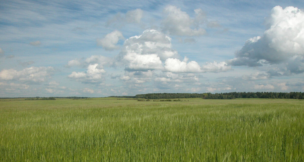 Полюшко, широко поле! - Наталья Лунева 